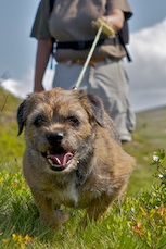 Hunden ska vara kopplad i renbetesland!