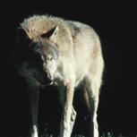 Enstaka vargar strövar genom Gränslandet.