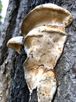 Wohlriechender Weidenporling