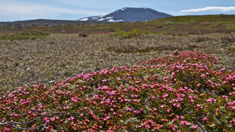 Krypljung - en av kalfjällets hårdhudade överlevare. Foto: Naturcentrum AB.