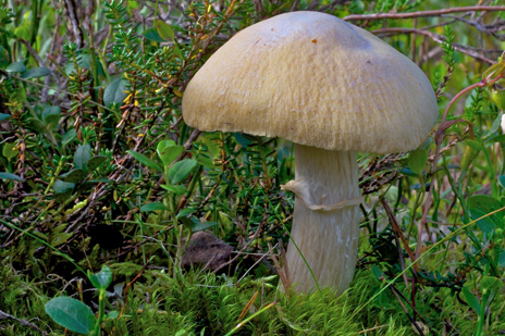 Der Reifpilz ist eine Delikatesse aus der Bergwelt. Seien Sie aber bitte vorsichtig, er ist leicht mit anderen Arten zu verwechseln. Foto: Naturcentrum AB.