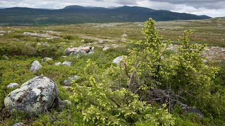 En kanske flera tusen år gammal gran! Foto: Marcus Elmerstad.