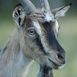 Get på Lofjätåsen.