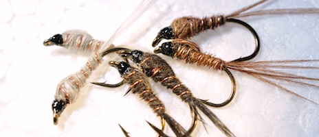 Sawyer-Nymphen. Foto: Naturcentrum AB.