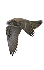 Jaktfalk. Foto: Naturcentrum AB.