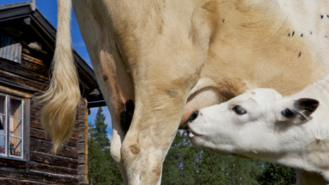 Mjölkproduktion på fäboden. Foto: Naturcentrum AB.
