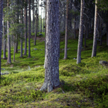 Tallskog.