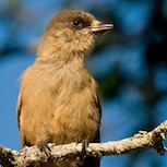 Der Unglückshäher ist auf Ihren Proviant aus. Foto: Marcus Elmerstad.