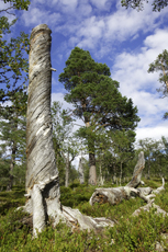 Dürrständer in altbestehendem Wald. Foto: Naturcentrum AB.