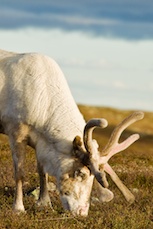 Rentierweideland. Foto: Kentaroo Tryman.