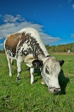 Röroskor