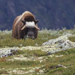 Håll avstånd till myskoxar!
