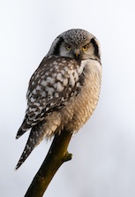 Die Sperbereule lebt in altbestehendem Wald.